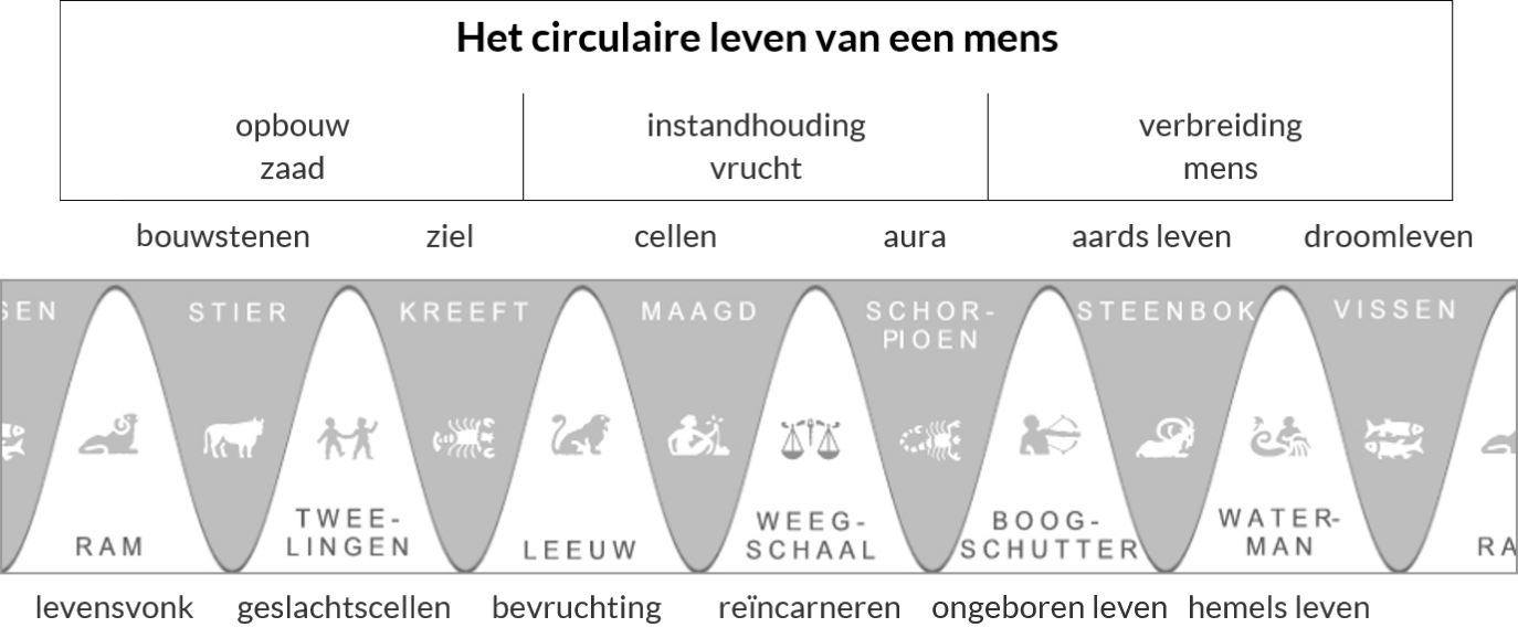 twaalf levensfases mens van bevruchting tot hemel